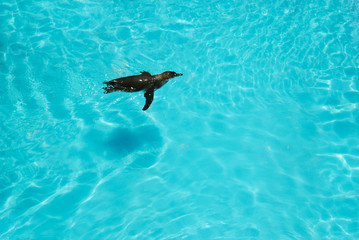 Obraz premium 動物園のプールで泳ぐペンギン