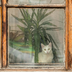 White cat sits under a green plant behind dirty glass in the window of an old house