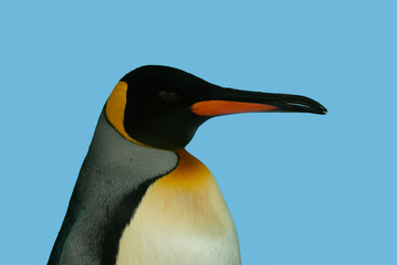 ペンギンの横顔