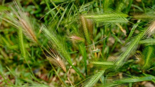 Meadow Barley or Wall Barley, Hordeum murinum subsp. Leporinum, syn. Hordeum secalinum. Barley grass, wild herb, sticky weed.