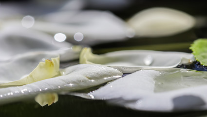 White rose petals on the water. Aromatherapy and spa concept