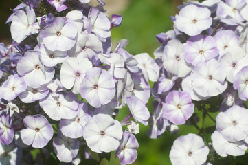 Garden phlox flowers close up