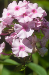 Fototapeta na wymiar Garden phlox flowers close up
