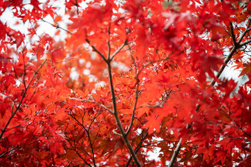 紅葉の木
