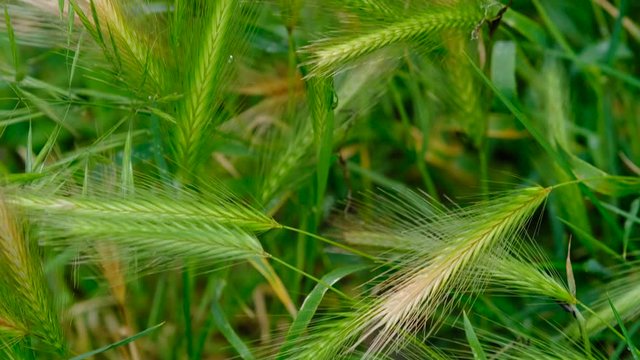 Meadow Barley or Wall Barley, Hordeum murinum subsp. Leporinum, syn. Hordeum secalinum. Barley grass, wild herb, sticky weed.