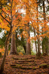 Fototapeta na wymiar 落葉した秋の雑木林