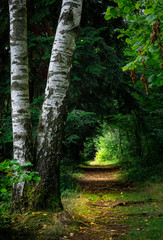 path in the forest