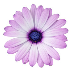 Flower of Osteospermum on a white background, isolated top view