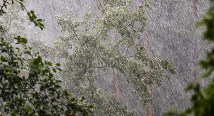 Heavy rain in the garden against the background of an apple tree and a pine forest in summer