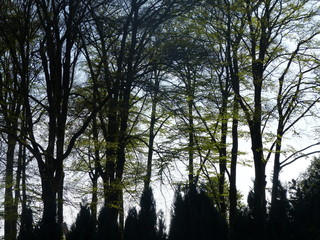 Wald