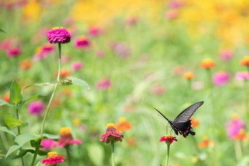 アゲハチョウと花