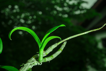 An orchid tree rebirth from an old dying branch.