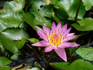 Lotus in the water basin In front of the house