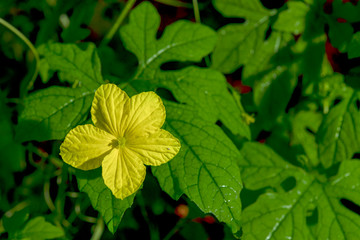 The bitter gourd that it is blooming shows its pollen.