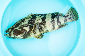 Fototapeta na wymiar A live grouper in a basin