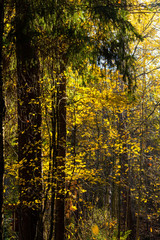 yellow autumn leaves,fir in the Sunny evening light. autumn time. path in the Park