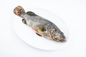 A fresh grouper on a dish on white background