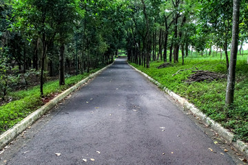 Estrada passando pela floresta de outono com folhas caindo