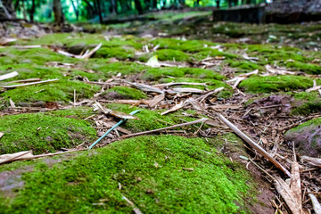 Musgo verde no chão da floresta