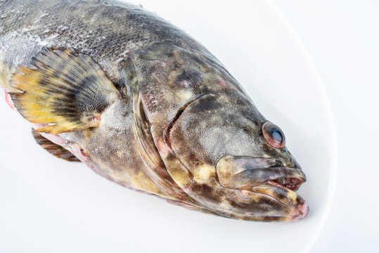 A fresh grouper on a dish on white background
