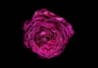 beautiful fractal rose on a black isolated background