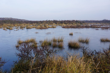 Frozen lake in National Park Zuid-Kennemerland, The Netherlands