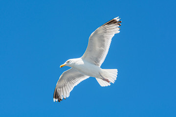 Closeup picture of a flying seagull. Clear blue sky in the background