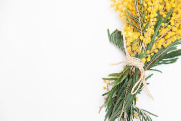 bouquet of yellow mimosa on white background