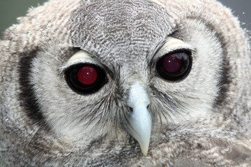 A close up of an owl with dark eyes and light feathers