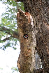 blue threatened rabbet in his nest