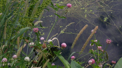 various flowers and plants on the pond Bank