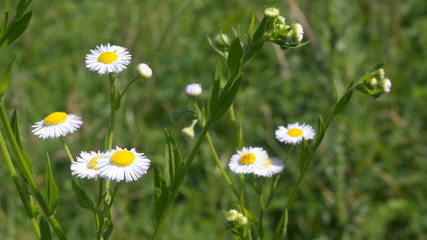 white small chamomile in the meadow