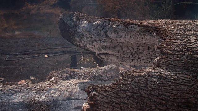 Napa, California, USA. 22 August 2020. Smoldering tree in the LNU Lightning Complex Fire that ravaged the Napa, Sonoma, Lake and Solano counties.