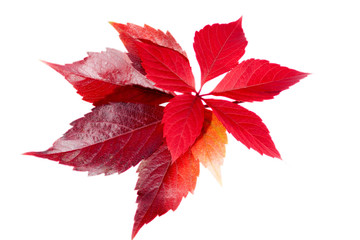 Autumn colorful leaves of parthenocissus  isolated on white background, close up