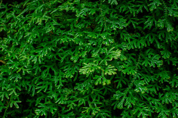 tropical leaves, abstract green leaves texture, nature background