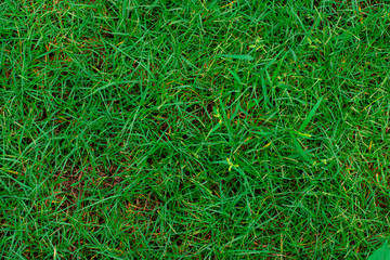 green grass texture background