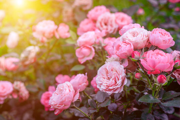 Lush Bush roses with lighting . Beautiful rose. Article about caring for roses. The shrub flowers. Photos for printed products. Pink flowers.