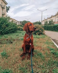 dog on the road