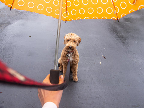 Mocha Australian Labradoodle