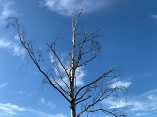 dry empty tree at the blue sky background