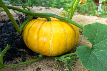 Obraz premium Young pumpkin growing in the garden outside