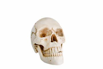 Model Human skull on isolated white background.,Skull model for your graphic design .