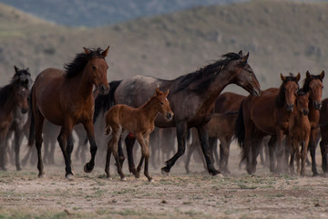 herd of horses on the meadow
