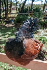Female of Great Curassow (Crax rubra) in Nicaragua