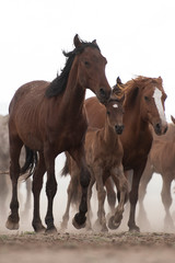 Fototapeta na wymiar two horses on the farm