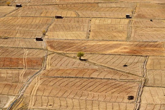 Few Green Trees On A Barren Field Of Golden Colored Crops 