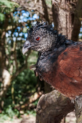 Female of Great Curassow (Crax rubra) in Nicaragua