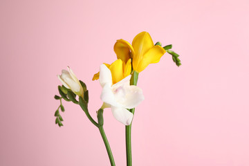 Obraz na płótnie Canvas Beautiful tender freesia flowers on pink background