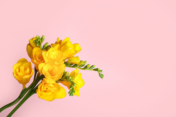 Beautiful yellow freesia flowers on pink background. Space for text