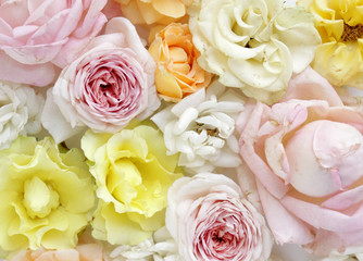 Fresh roses on white background, floral flowers blooming garden wedding pattern, pastel wallpaper fine art phopto, instagram flat lay commercial photography